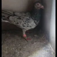 کبوترفروشی|پرنده|بوئین زهرا, |دیوار