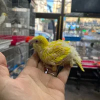 پخش طوطیراهب سرلاکی با تضمین سلامت
