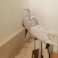 کفتر بی بوب|پرنده|تربت‌حیدریه, طالقانی|دیوار