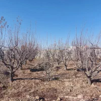 باغ چهاردیواری در رامجین سهیلیه|فروش خانه و ویلا|رامجین, |دیوار