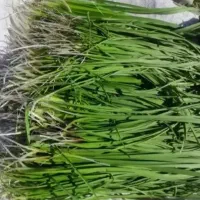 اندشک تر کوهی