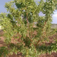 باغ ویلا سلطنتی|فروش دفتر صنعتی، کشاورزی، تجاری|الوند, |دیوار