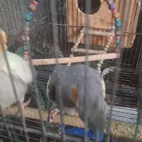 عروس هلندی فروش فوری