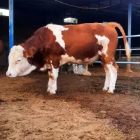 گاو سیمینتال