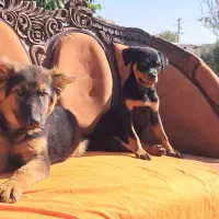 ژرمن رکسی اصیل ، روتوایلر و دوبرمن|سگ|تهران, درکه|دیوار