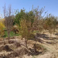 باغ ویلا|فروش خانه و ویلا|سربیشه, |دیوار