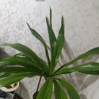 گل ذرتی|گل و گیاه طبیعی|صدرا-فارس, فاز ۱|دیوار