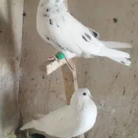 سفید تهرانی