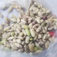 پاچ باقلا دانه درشت تازه تازه|خوردنی و آشامیدنی|رشت, دیانتی|دیوار