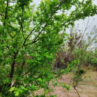 خانه ویلایی|فروش خانه و ویلا|سنگر, |دیوار