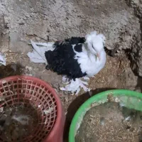 جکسون|پرنده|اصفهان, پل شریعتی|دیوار