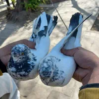 کله دمی سرجوزی|پرنده|بروجرد, |دیوار