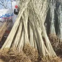 صنوبر نقگرا ترکیه