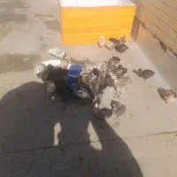 فروش جوجه مرغ محلی|حیوانات مزرعه|یزد, |دیوار