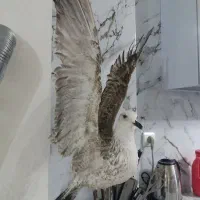 مجسمه پرنده