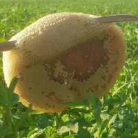 محصولات خانگی