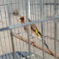 سهره نر|پرنده|بیجار, |دیوار