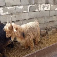 بز تیشتر بیگ|حیوانات مزرعه|شوشتر, |دیوار