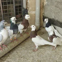 کفتر رنگی|پرنده|الوند, |دیوار