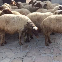 گوسفند اصیل سنجابی|حیوانات مزرعه|ماهیدشت, |دیوار