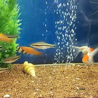 ماهی ردلاین لوچ دلقک گلدفیش