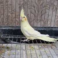 سالن پرورش طوطی عروس هلندی-خرید مستقیم ازپرورشگاه|پرنده|تبریز, |دیوار