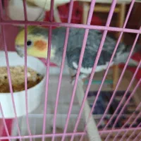 عروس هلندی نر