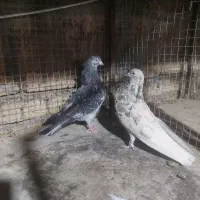 کبوتر کاشونی کفتر بپر تیر ماهی کهنه کفتر