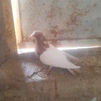 کفتر|پرنده|زنجان, |دیوار