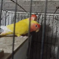 کوتوله برزیلی بالغ نرو ماده معاوضه و فروش|پرنده|جهرم, |دیوار