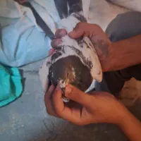 کبوتر  چا جوجه عروس هلندی