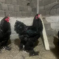 خروس برهما بلک و اسپالیش