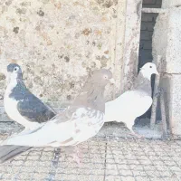 رنگی بهبهانی سینه طوقی|پرنده|شیراز, تندگویان|دیوار