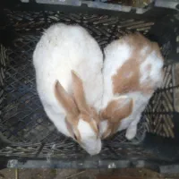 11عدد خرگوش سفید وقهویی وقرمز سفید قیمت120|موش و خرگوش|رامیان, |دیوار