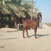 بز نر نجدی