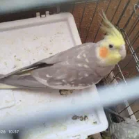 یک جفت عروس هلندی