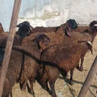 کاوربره|حیوانات مزرعه|تربت جام, مطهری|دیوار