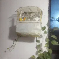 قناری مست برای فروش فقد تماس