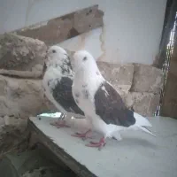 دو عدد کفتر خوب