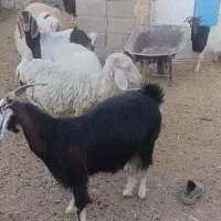 ۵بز محلی دورگ آبست