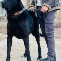 سگ سراب