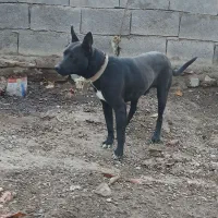 حیوان خانگی جانی|سگ|مشگین شهر, |دیوار