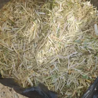 کاه ویونجه
