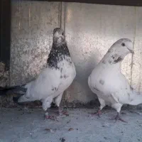 کبوتر نر و ماده|پرنده|تهران, یافت آباد شمالی|دیوار