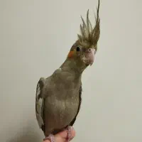 عروس هلندی|پرنده|لار, |دیوار