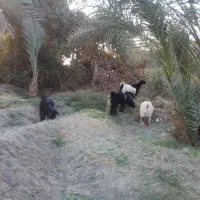 ۴عدد کهره نر  برای فروش  قیمت ۳۰میلیون