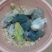 جوجه برزیلی|پرنده|مشکین‌دشت, |دیوار