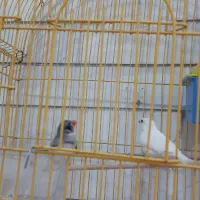 فنچ و مرغ عشق|پرنده|کازرون, |دیوار