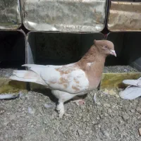 کبوتر|پرنده|سراوان, |دیوار