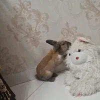 خرگوش|موش و خرگوش|مشهد, فرهنگیان (شهرک غرب)|دیوار